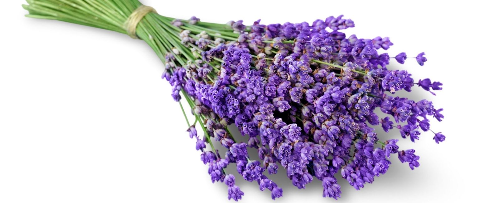 Lavender Organic Essential Oil mang hương thơm hoa cỏ đặc biệt và sở hữu nhiều công dụng quý giá