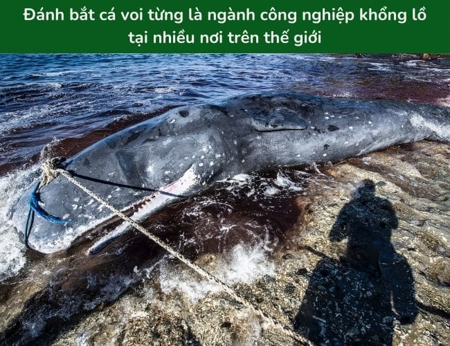 Nhu cầu tăng cao khiến loài cá voi nhanh chóng bị săn bắt quá mức